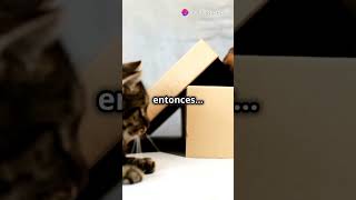 quot¡Gato Curioso vs Caja Misteriosa 🐱📦😱quot ai gatos gato gatuno [upl. by Ozner]