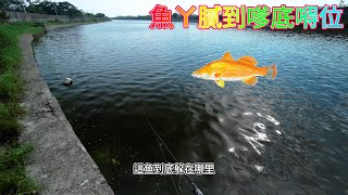 典寶溪之尾刀鱸 釣魚 poseidon evergreen shimano 路亞 金目鱸 鱸魚 艾斯門徒 [upl. by Elahcar]