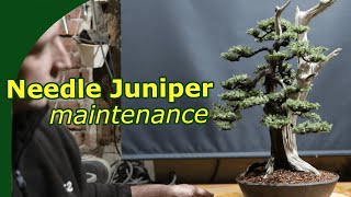 Needle Junipers bonsai care as shown on an overgrown bonsai [upl. by Pinto]