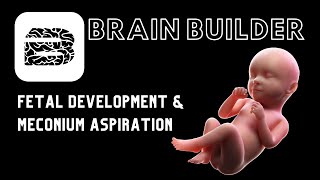 Fetal Development and Meconium Aspiration  Real Anatomy [upl. by Lennad]