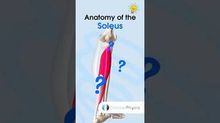 Soleus Anatomy physicaltherapy physiotheraphy calfmuscles soleus anatomy [upl. by Dehsar]