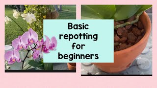 Orchid repotting in five easy steps for beginners [upl. by Burke]