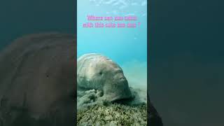 DO YOU WANT TO SWIM WITH THIS CUTE SEA COW   dugong egypt snorkeling redseaegypt [upl. by Diane]