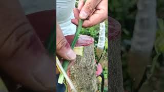 You Wont Believe How Easy Grafting Can Be with This Technique [upl. by Blaine]