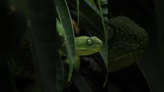 African green bush viper🐍🫣  shorts viral snake [upl. by Zrike749]