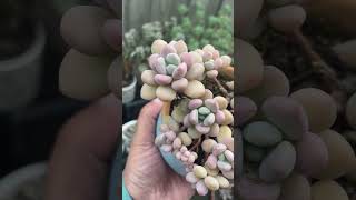 Echeveria Xylitol echeveria koreansucculents pinksucculent chubbysucculents succulentvarieties [upl. by Blumenthal]