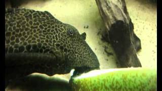 Profile Sailfin Pleco Glyptoperichthys gibbiceps [upl. by Edla615]