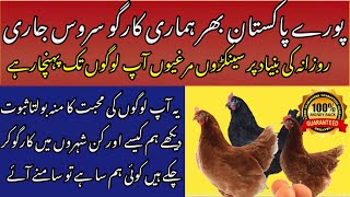 Lohmann Brown hen Business in Pakistan [upl. by Cung162]