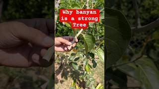 Banyan Tree Structural Strength banyantree [upl. by Kimon]