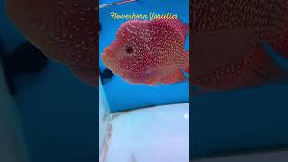 MMA Shorts FlowerHorn Varieties  Tank Boss flowerhorn flowerhornfish monsterfish aquariumfish [upl. by Anayk]