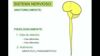 SISTEMA NERVIOSO 1 [upl. by Shute747]