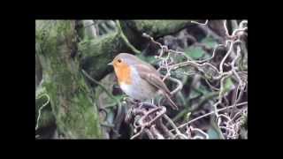 quotRotkehlchen in LondonerParksquotEin Video von Wolfgang Schmökel [upl. by Leidgam]