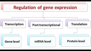 Genetics for postgraduates regulation of gene expression [upl. by Flita]