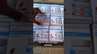 Petsella Brine Shrimp Eggs Capsules 90 hatch rate brineshrimp petsellq [upl. by Ilyse]