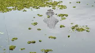 Esteros del Iberá  Corrientes  Argentina [upl. by Broeker]