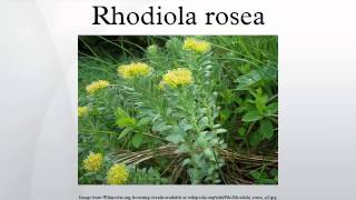 Rhodiola rosea [upl. by Willet870]