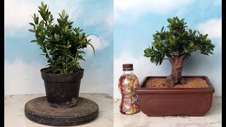 Pembentukan Sederhana Bahan Bonsai Asoka [upl. by Palmer]