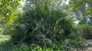 MASSIVE needle palm at the National Arboretum in DC [upl. by Pylle]