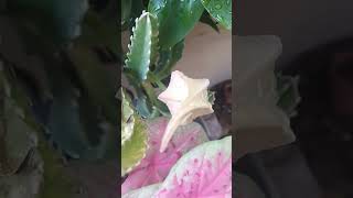 What Cactus Flower looks like a Starfish [upl. by Biron]