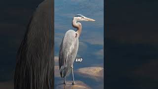 Facts about Heron herons [upl. by Rand523]