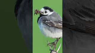 Ihre Bestellung bitte 😁 Bachstelze hat den Schnabel voll bird singvögel birdlovers nature [upl. by Ruthann]