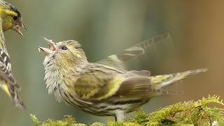 Siskin Courtship Feeding [upl. by Ednil]