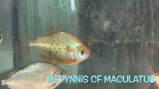 Metynnis cf maculatus [upl. by Ferreby]