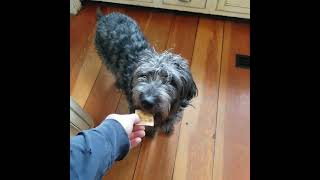 Goldendoodle vs Labradoodle [upl. by Ajed981]