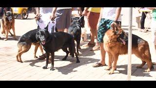 13º Encontro de Cães e Criadores de Itabira MG [upl. by Peedus]