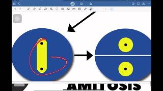 Chapter one  the cell lecture fifteen  Amitosis and mitosis [upl. by Natalina]