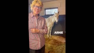 Arnie the Mule  One Year Saved from Slaughter [upl. by Nitsirk]