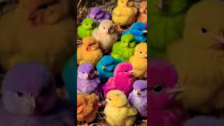 The most beautiful chicks chirping cute baby chiken birds cuteanimals cute shorts [upl. by Irrol]