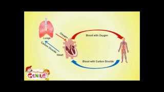 Circulatory System Cardiovascular System Facts Functions for Kids [upl. by Regazzi404]