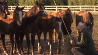 Comportement du cheval le selle francais [upl. by Izabel]