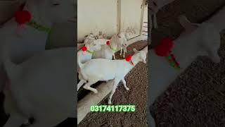 Rusi teddy aath bakriyan Gulabi for sale Dera Ghazi Khan [upl. by Assenar]