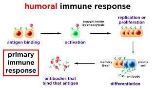 The Immune System Innate Defenses and Adaptive Defenses [upl. by Brause24]