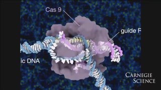 Jennifer Doudna CRISPRCas9 in Action [upl. by Adala]