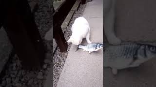 My big white cat playing with his flappy fish [upl. by Fax97]