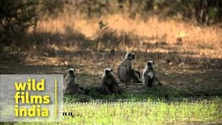 Langurs in Panna National Park [upl. by Charlotta888]