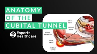 Cubital Tunnel Syndrome  Anatomy of the Cubital Tunnel [upl. by Inat93]