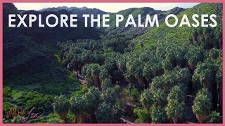 Explore the Palm Oases  Wander List [upl. by Sauder]