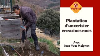 Plantation dun cerisier en racines nues [upl. by Naesar677]