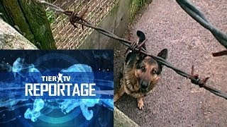 Reportage Hundequäler [upl. by Ahker]