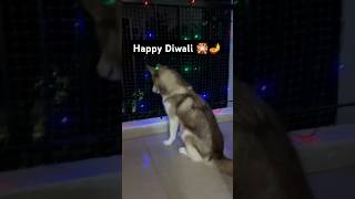 Happy Diwali from Bella to you shorts [upl. by Hacceber]