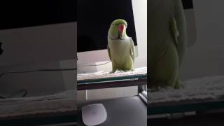 Indian Ringneck Parrot talking [upl. by Gabey]