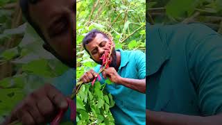 Erabadu  Coral Erythrina flower asmr eating flowers asmr asmreating coral Erythrina [upl. by Gavrila]