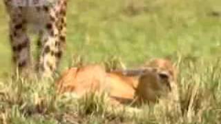 Cheetah Hunting a baby gazelle [upl. by Cyprus]