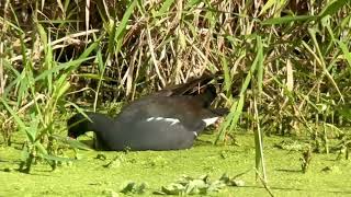 Gallinule d’Amerique Common gallinule gallinula galeata Naples Floride avril 2024 [upl. by Walworth]