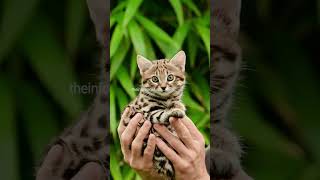 Rusty Spotted Cat  The Worlds Smallest Cat [upl. by Stav]