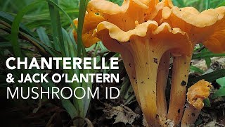 Chanterelle amp Jack OLantern — Mushroom ID [upl. by Camella36]